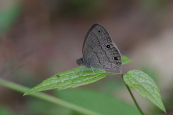 Carolina Satyr